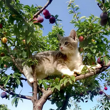Alojamento de Acomodação e Pequeno-almoço Mari E Luci Nurachi